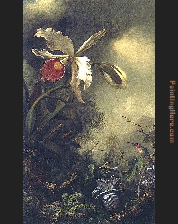 Martin Johnson Heade White Orchid and Hummingbird
